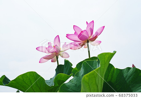 Red lotus flower Red lotus flower 68375033