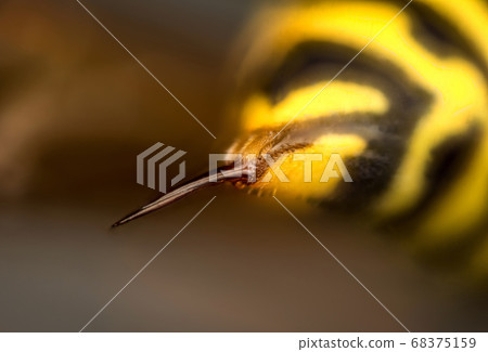 Sting of wasp Sting of wasp 68375159