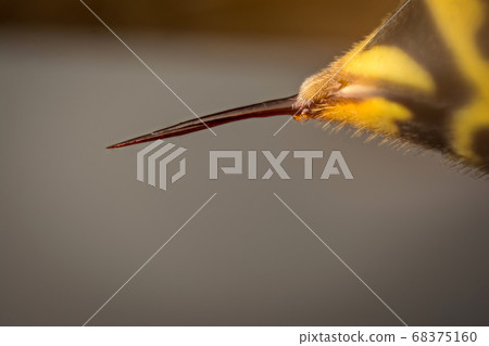 Sting of wasp Sting of wasp 68375160
