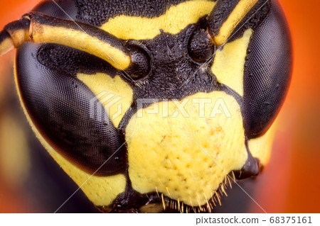 Head of wasp Head of wasp 68375161