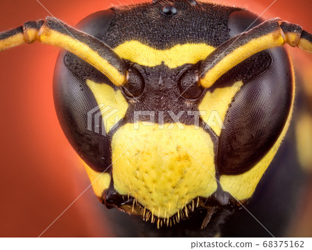 Head of wasp Head of wasp 68375162
