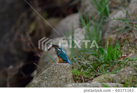 Kingfisher who eats fish Kingfisher who eats fish 68375163
