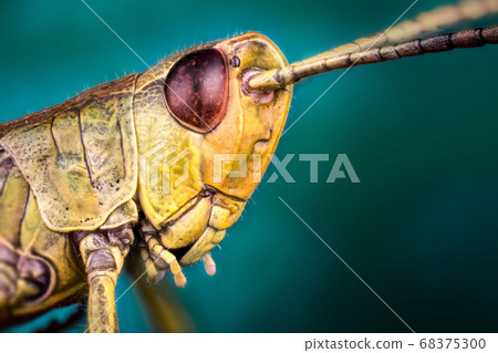 Bush cicket macro 68375300