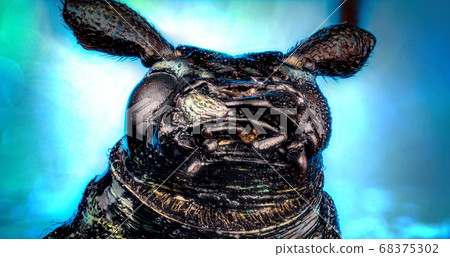 Head of ground beetle 68375302