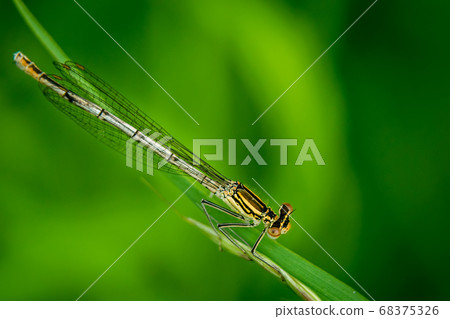 Dragonfly on grass 68375326