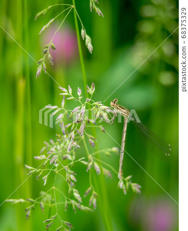 Dragonfly on grass 68375329