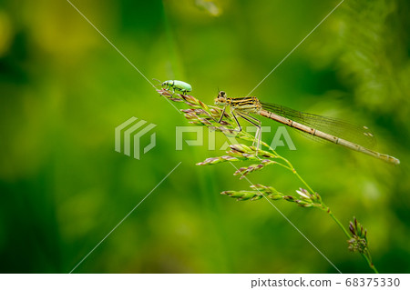 Dragonfly on grass 68375330