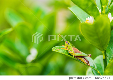 Grasshopper eating kumquat leaves 68375374