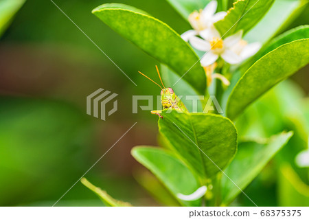 Grasshopper eating kumquat leaves 68375375