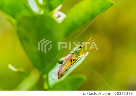 Grasshopper eating kumquat leaves 68375376