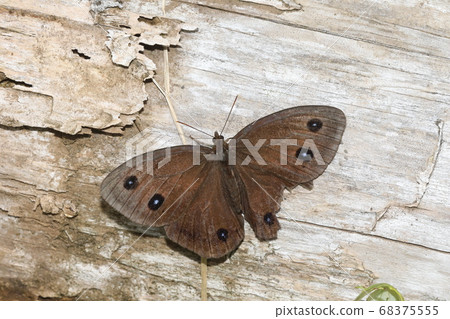 Janome butterfly 68375555