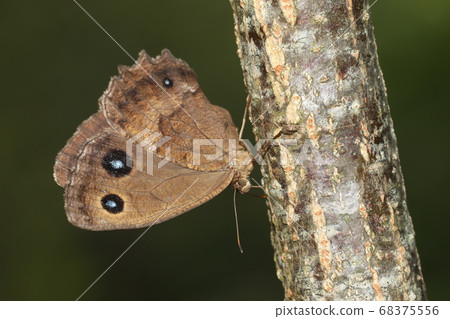 Janome butterfly 68375556