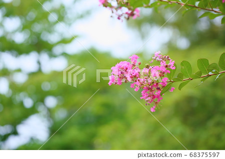 Flower of crape mybs 68375597