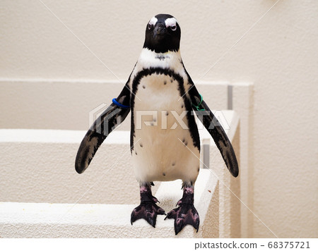 Upright penguin 68375721