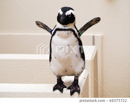 Penguin holding both hands 68375722