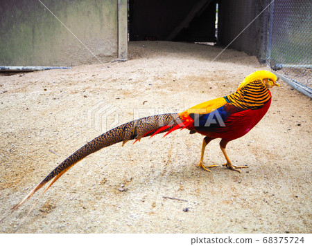 Birds like Kaz Laser 68375724