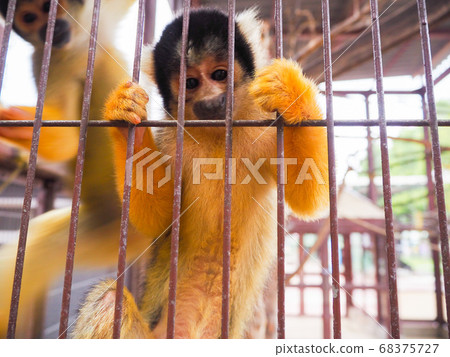 松鼠猴凝視著我 68375727