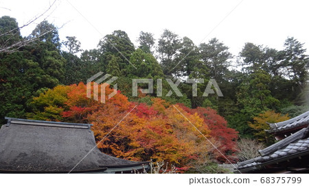Beautiful autumn leaves and autumn of an old folk house Beautiful autumn leaves and autumn of an old folk house 68375799