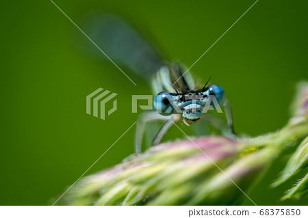 Dragonfly on grass Dragonfly on grass 68375850