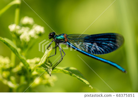 Dragonfly on grass 68375851