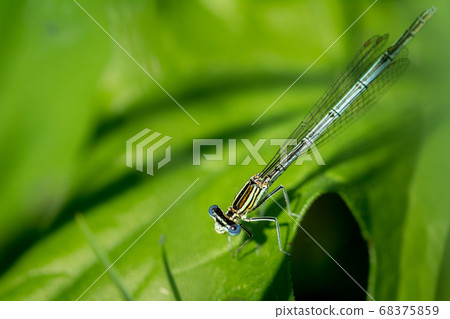 Dragonfly on grass 68375859