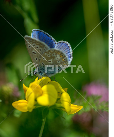 Common blue on flower 68375860