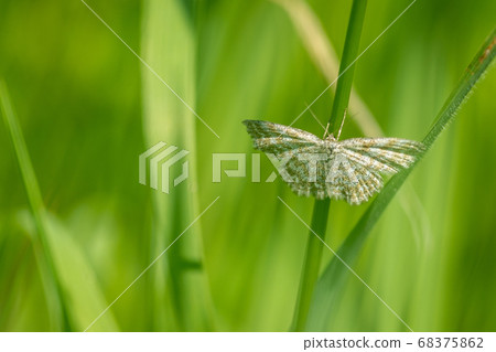 Butterfly on flower 68375862