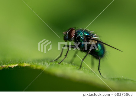 Green fly on leaf Green fly on leaf 68375863