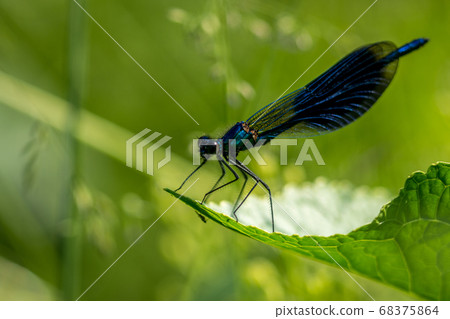 Dragonfly on grass 68375864