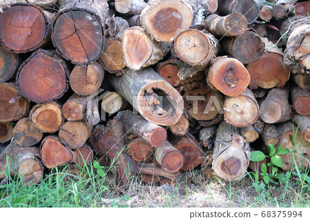wooden trunk tree log pile. timber wood forest wooden trunk tree log pile. timber wood forest 68375994