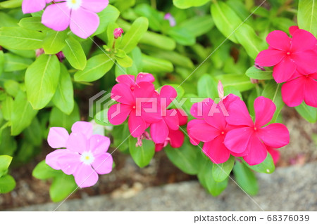 急躁花 急躁花 68376039