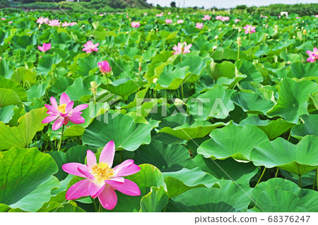 蓮田紅蓮花 68376247