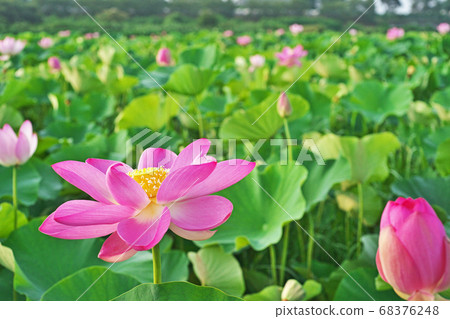 蓮田紅蓮花 蓮田紅蓮花 68376248