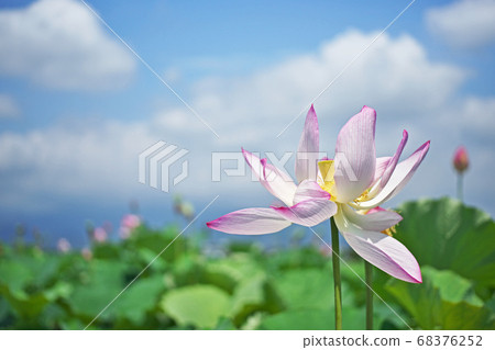 蓮田紅蓮花 蓮田紅蓮花 68376252
