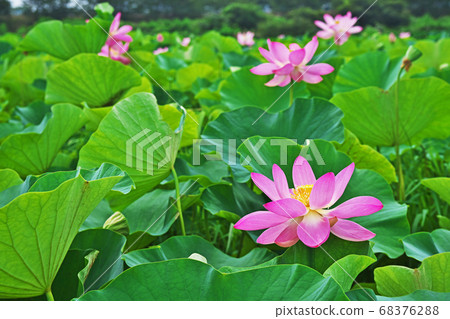 Hasuda red lotus flower Hasuda red lotus flower 68376288