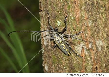 White-tailed camellia 68376479