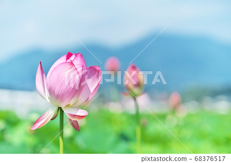 蓮田紅蓮花 蓮田紅蓮花 68376517