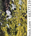 幼葉和苔蘚萌芽在樹上 68377139