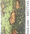 幼葉和苔蘚萌芽在樹上 68377141