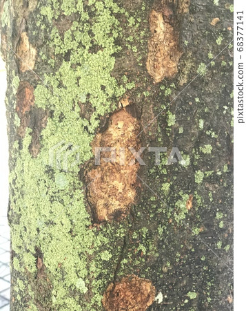 Young leaves and moss sprouted on trees 68377141