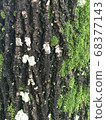 幼葉和苔蘚萌芽在樹上 68377143