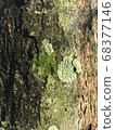 幼葉和苔蘚萌芽在樹上 68377146