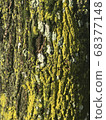 幼葉和苔蘚萌芽在樹上 68377148