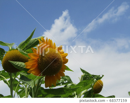  說到夏天的花朵，黃色的向日葵 68377159