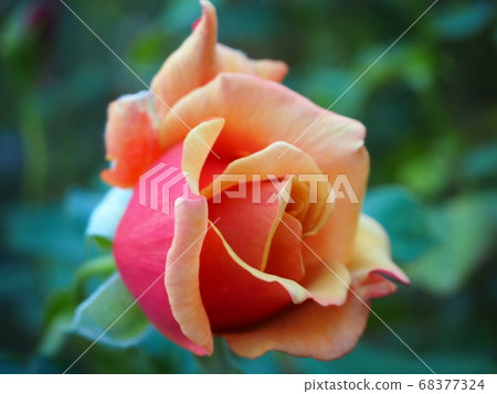 The rose of the Yokohama English garden 68377324