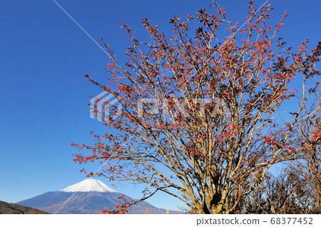 Mt. Fuji and Myojinzan (gunwood head) in late autumn Mayumi tree with red berries on the side Mt. Fuji and Myojinzan (gunwood head) in late autumn Mayumi tree with red berries on the side 68377452