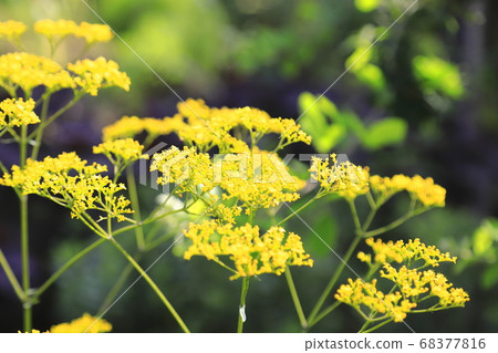 秋季草藥,黃色的花朵 秋季草藥,黃色的花朵 68377816