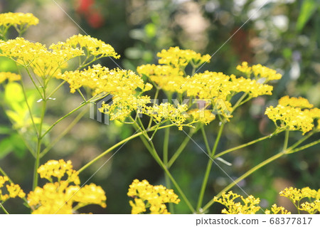 秋季草藥,黃色的花朵 秋季草藥,黃色的花朵 68377817
