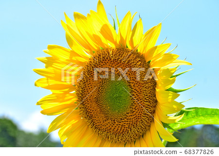 島根縣益田市向日葵向日葵 68377826