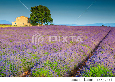 Beautiful purple lavender fields in Provence region, Valensole, France, Europe 68377851